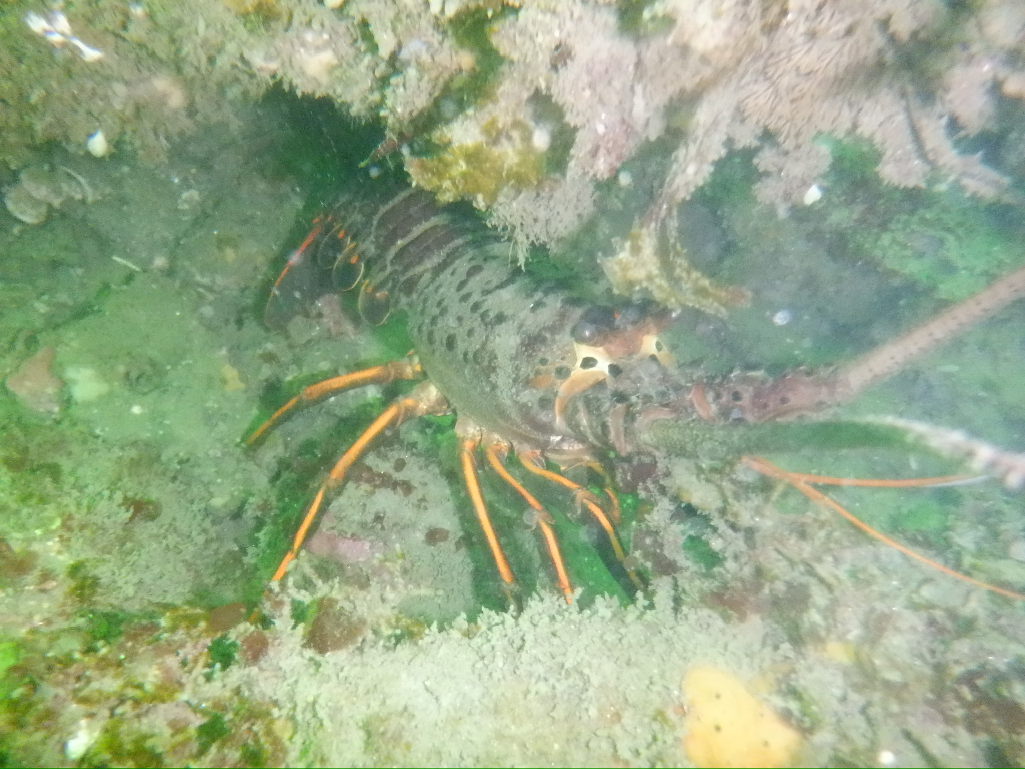Scuba Diving 2