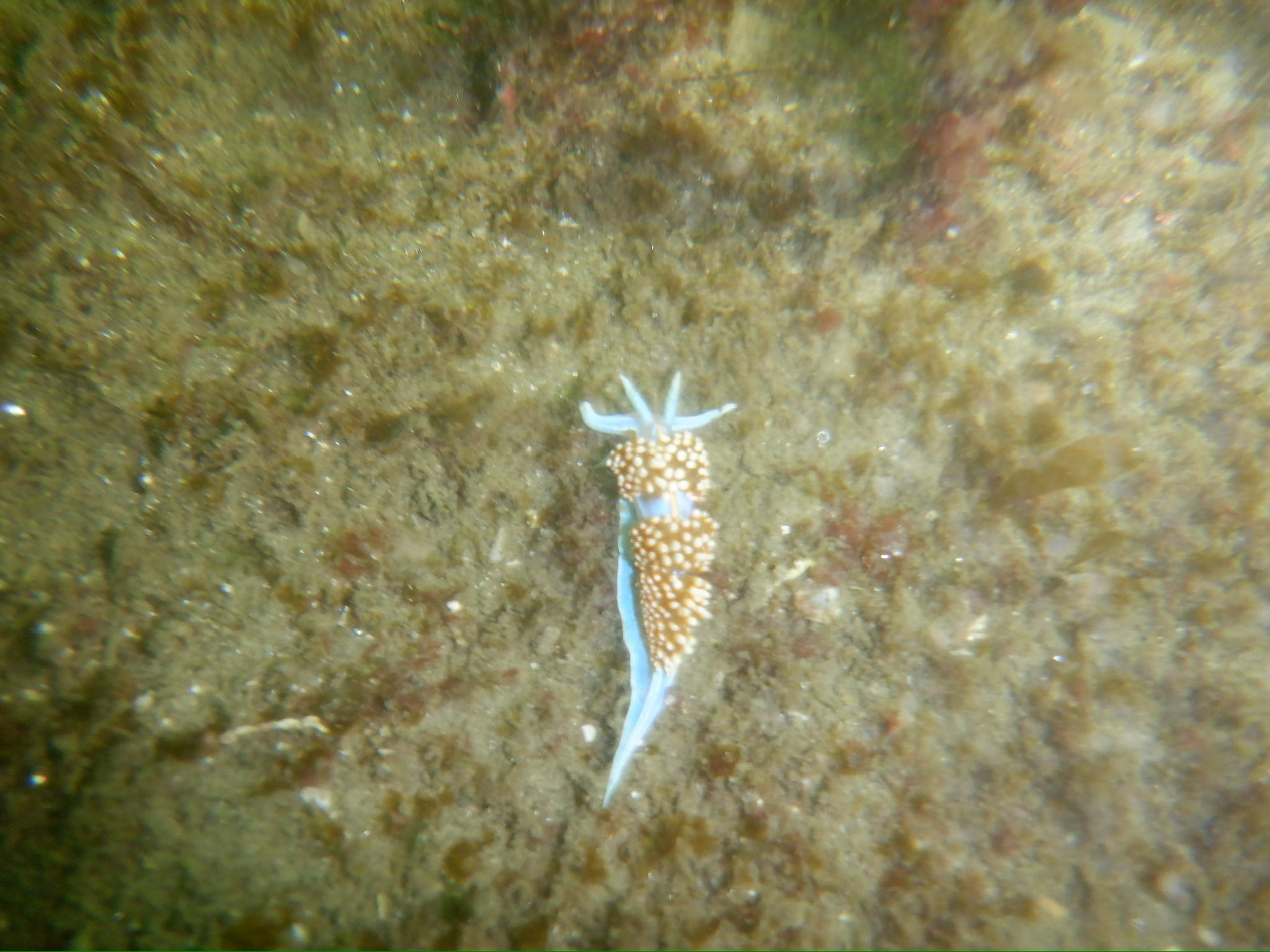 Scuba Diving 3